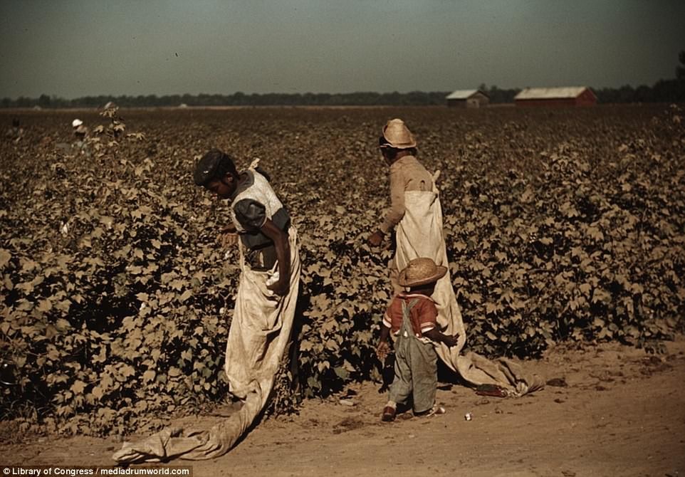 Hai  lao động da màu ở Mỹ đang hái bông gần Clarksdale, Mississippi.